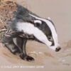 Badger emerging from left - Watercolour/Gouache with Conte painting by artist Kenneth Padley