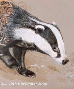 Badger emerging from left - Watercolour/Gouache with Conte painting by artist Kenneth Padley