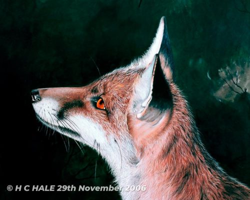 Close up of fox head - Watercolour/Gouache with Conte painting by artist Kenneth Padley