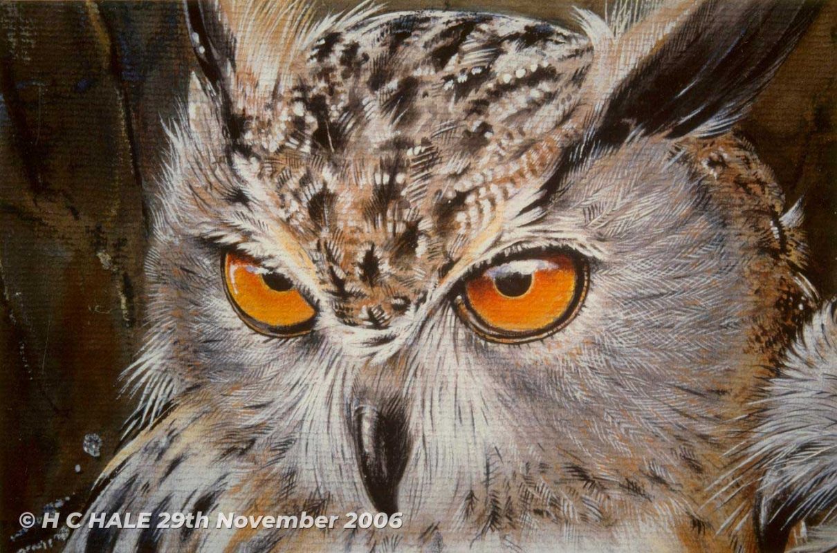 Close up of eagle owl head - Watercolour/Gouache with Conte painting by artist Kenneth Padley