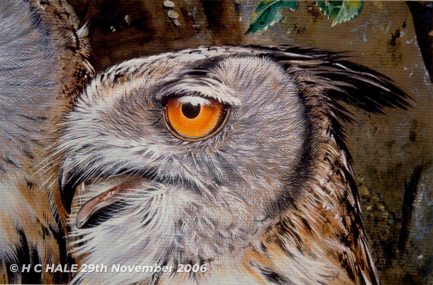 Close up of eagle owl - Watercolour/Gouache with Conte painting by Kenneth Padley