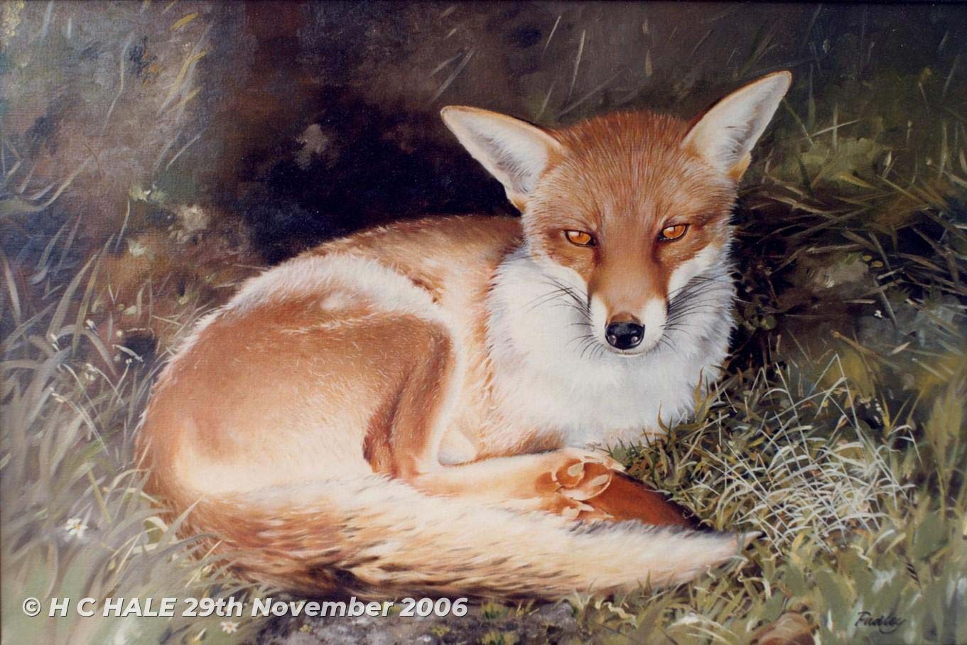 Fox resting - Watercolour/Gouache with Conte painting by Kenneth Padley