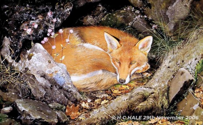 Fox with Campion - Watercolour/Gouache with Conte painting by artist Kenneth Padley