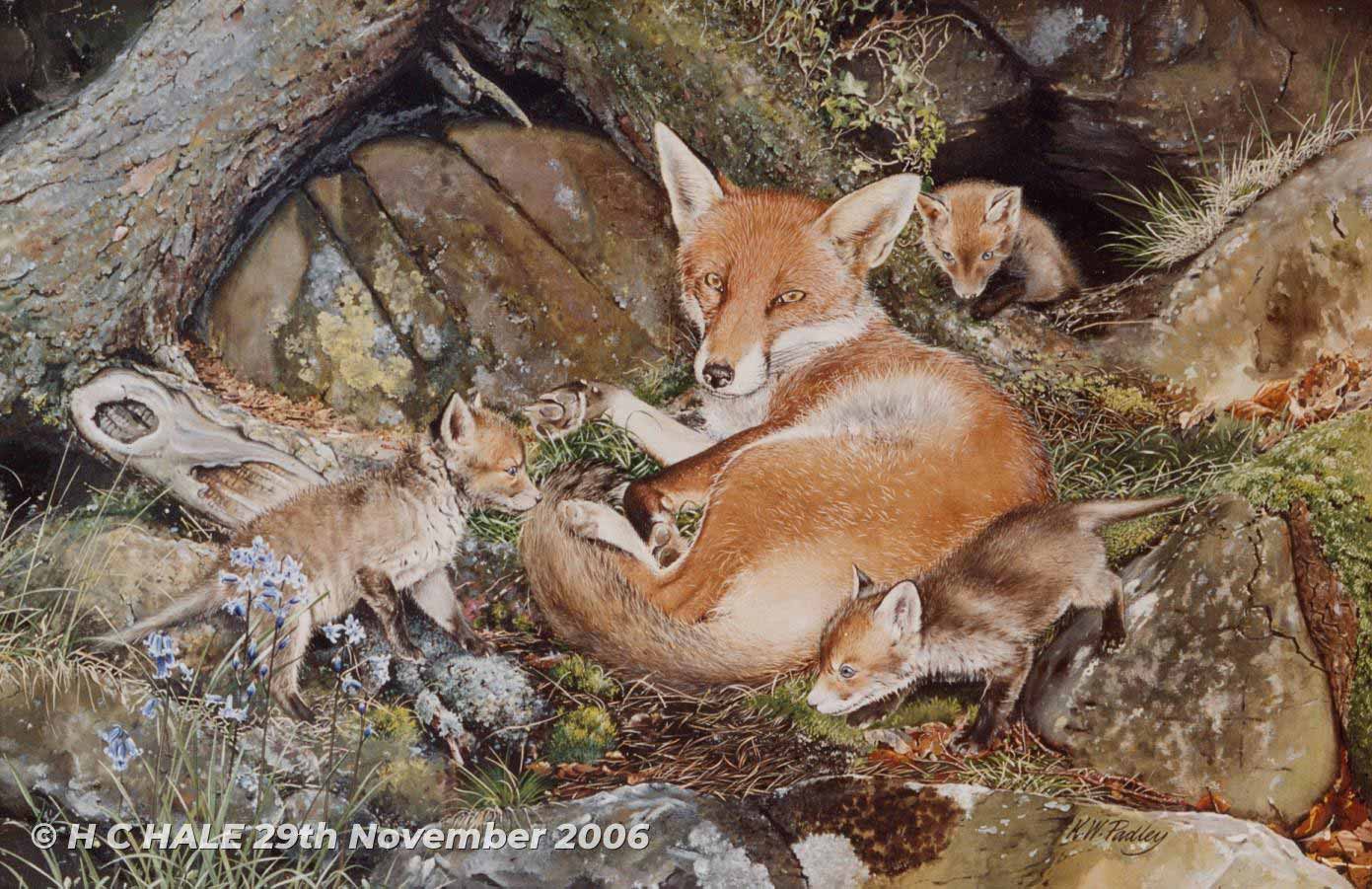 Fox with three cubs - Watercolour/Gouache with Conte painting by Kenneth Padley