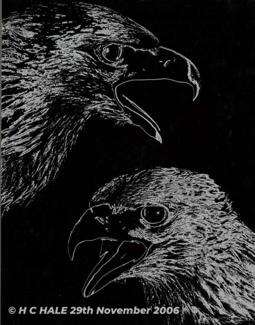 Golden Eagle heads on black background