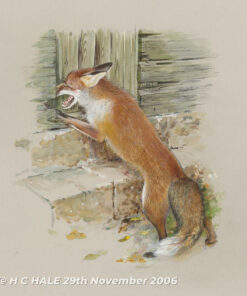 Red fox at barn door - Watercolour/Gouache with Conte painting by Kenneth Padley