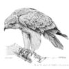 Tawny Eagle - Pencil Drawing by Kenneth Padley