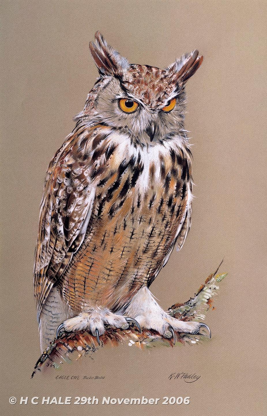 Eagle owl - Watercolour/Gouache with Conte painting by Kenneth Padley