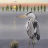 Heron - Watercolour/Gouache with Conte painting by Kenneth Padley