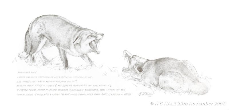 Dogfox with vixen - Pencil study by Kenneth Padley