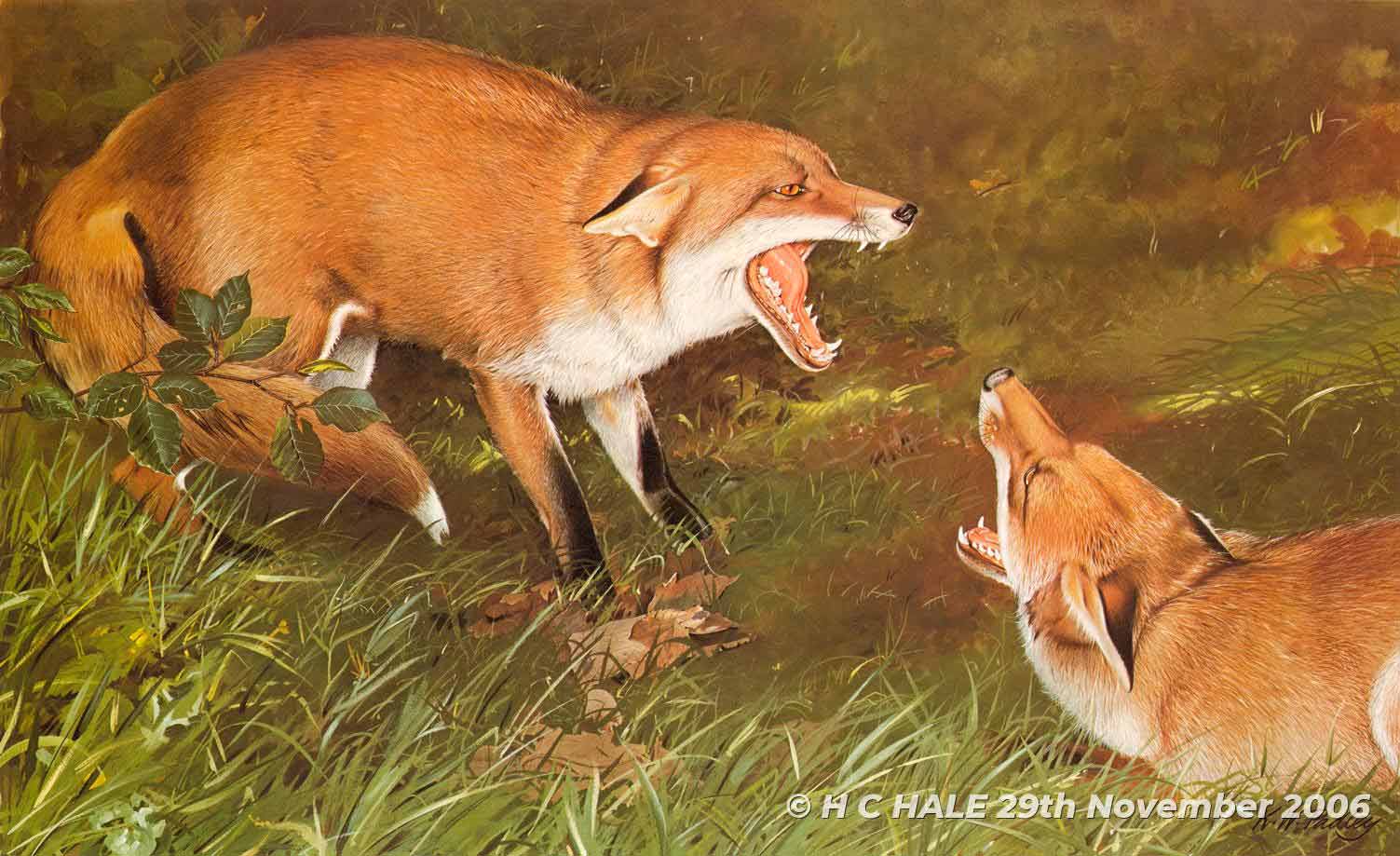 Dogfox with vixen - Watercolour/Gouache with Conte painting by Kenneth Padley