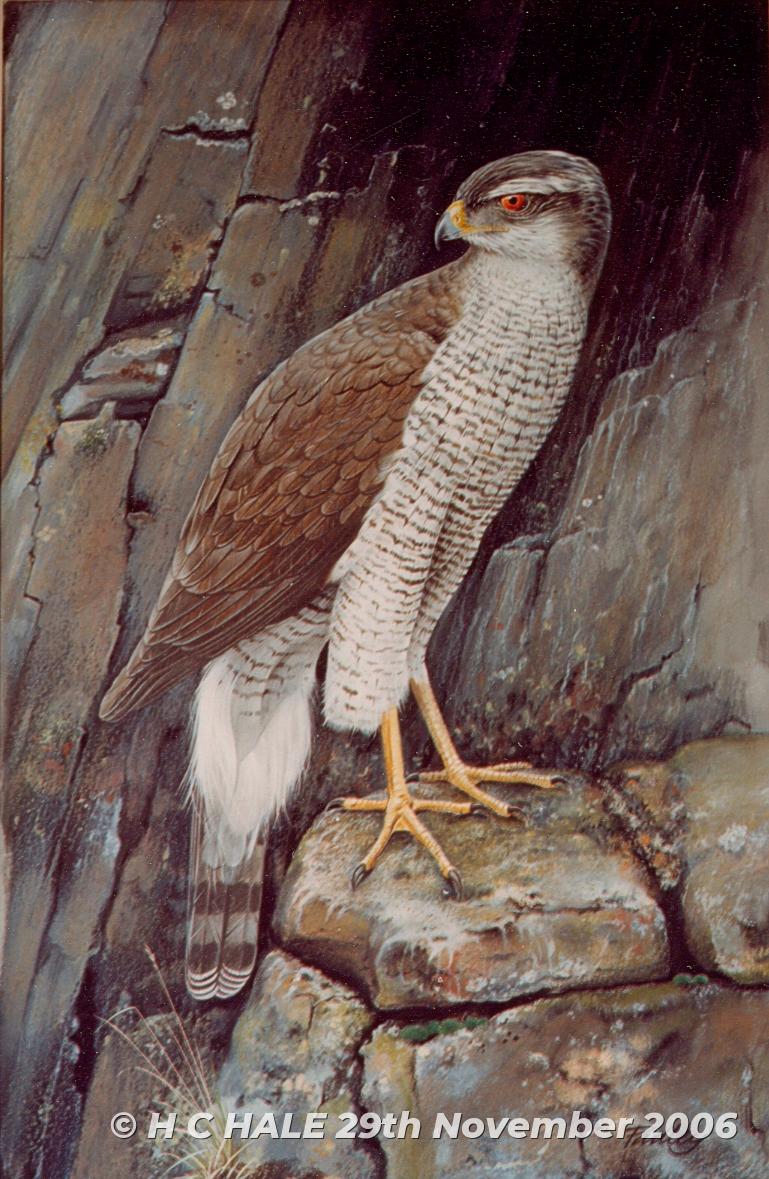 Goshawk on Rocks - Watercolour/Gouache with Conte painting by Kenneth Padley