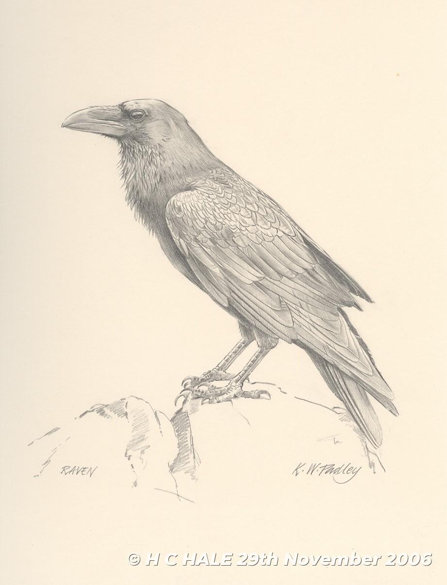 Raven - Pencil study by Kenneth Padley