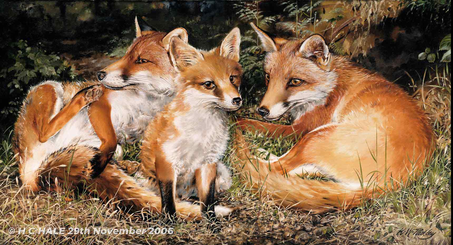 Three foxes resting - Watercolour/Gouache with Conte painting by Kenneth Padley