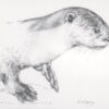 Otter - Pencil drawing by Kenneth Padley