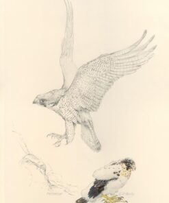 Peregrine adult with chick - Pencil drawing by Kenneth Padley