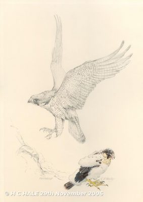 Peregrine adult with chick - Pencil drawing by Kenneth Padley