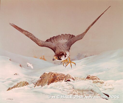 Peregrine in flight with ptarmigans - Watercolour/Gouache with Conte painting by Kenneth Padley