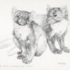 Pencil study of pine martens by Kenneth Padley