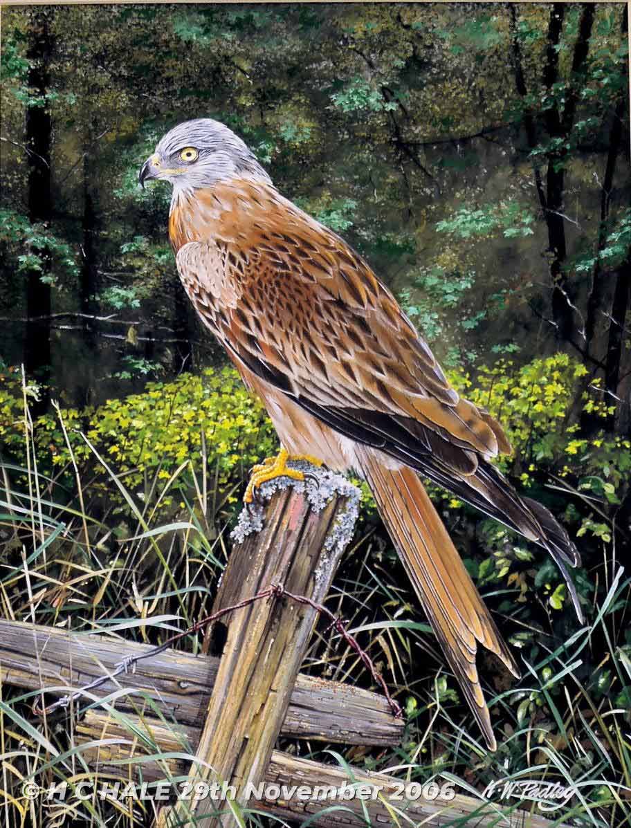 Red kite on post - Watercolour/Gouache with Conte painting by Kenneth Padley