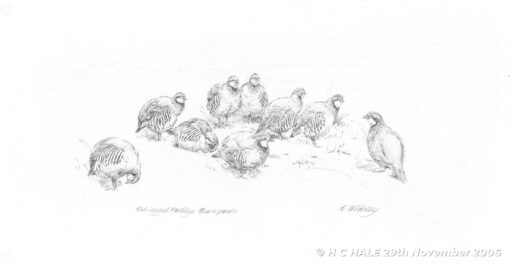 Red legged partridges - Pencil-study by Kenneth Padley