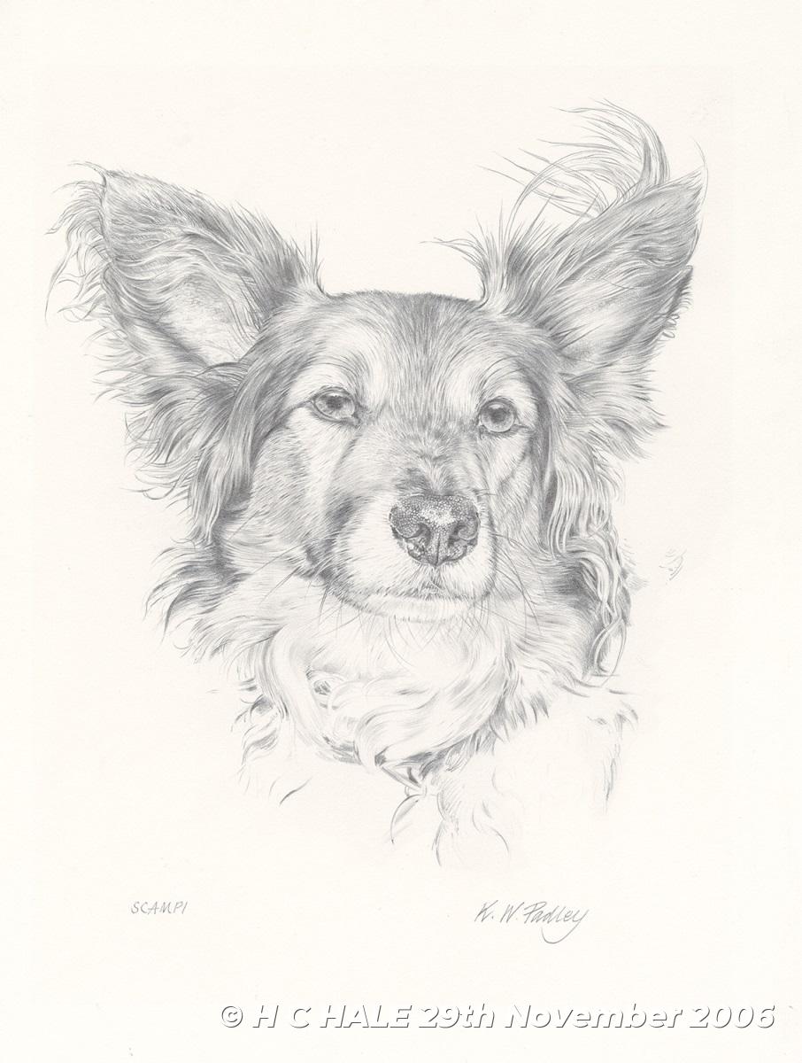 Scampi - Pencil drawing by Kenneth Padley