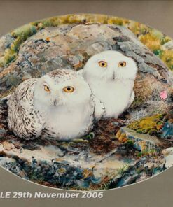 Snowy Owls - Watercolour/Gouache with Conte painting by Kenneth Padley