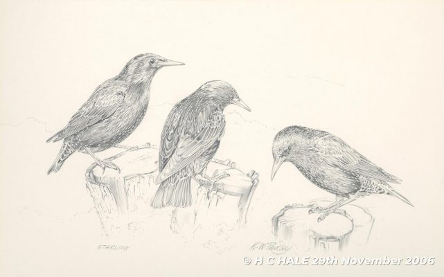 Pencil study of starlings by Kenneth Padley