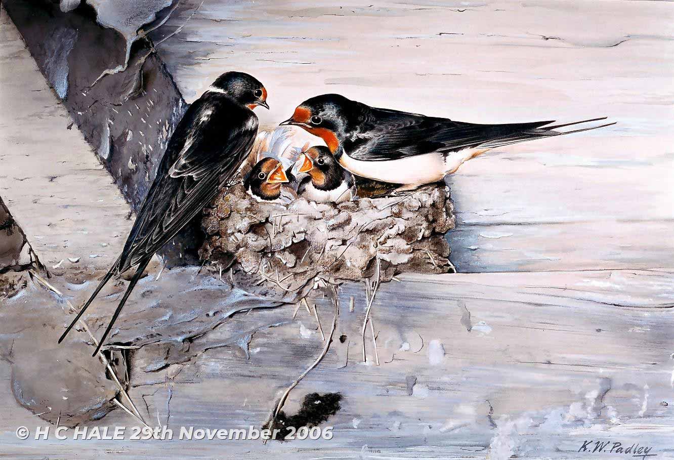 Swallows with nest - Watercolour/Gouache with Conte painting by Kenneth Padley