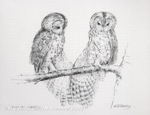 Tawny Owl Stretching - Pencil Study