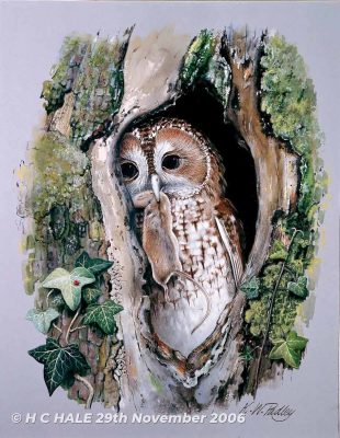 Tawny Owl with Mouse - Watercolour/Gouache with Conte painting by Kenneth Padley