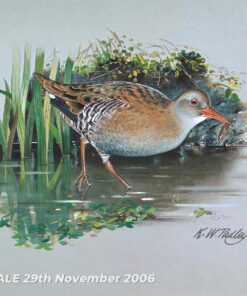 Water Rail - Watercolour/Gouache with Conte painting by Kenneth Padley