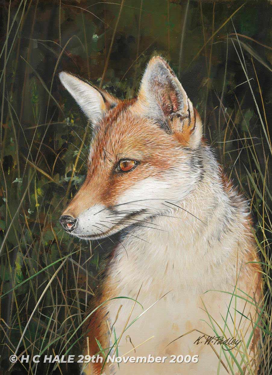 Fox in grass - Watercolour/Gouache with Conte painting by Kenneth Padley